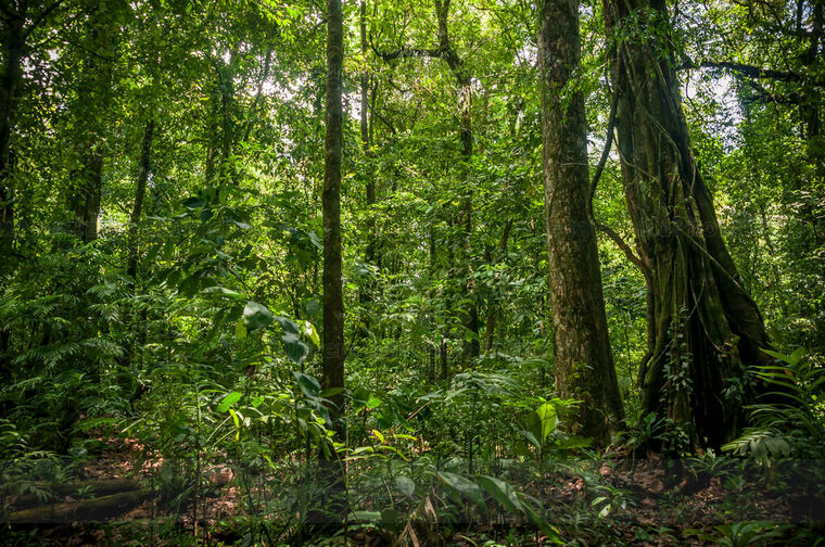 Bosque tropical de Laguna Brava