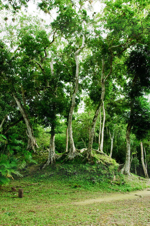 Vegetación tropical en Yaxhá