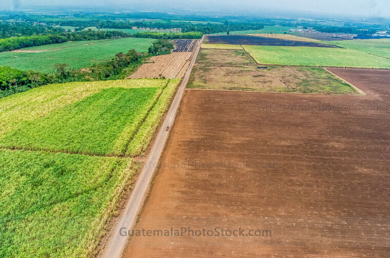 Campo agricola en la Costa Sur