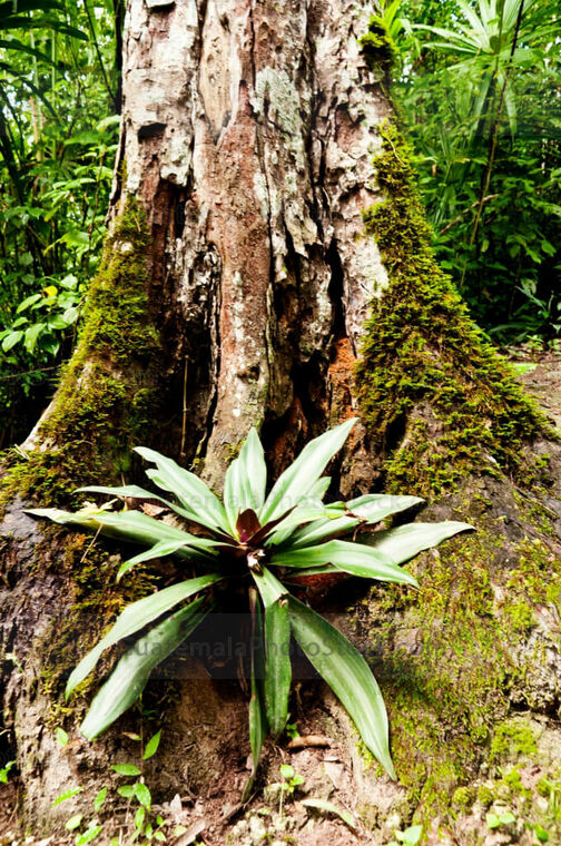 Naturaleza en el Parque Nacional Tikal