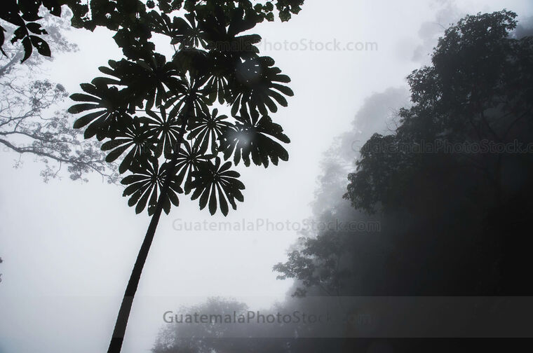Flora del bosque nuboso tropical