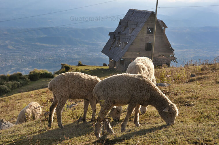 Rebaño de ovejas pastando en el mirador de la cumbre