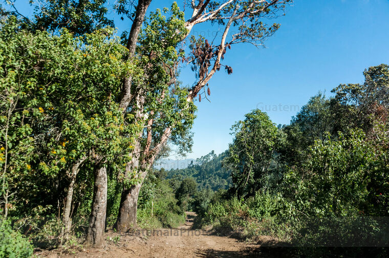 Camino rural en el Cerro Cantel, Quetzaltenango