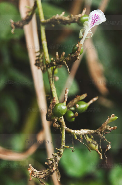 Semilla y flor de Cardamomo