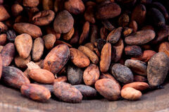 Granos de cacao tostados