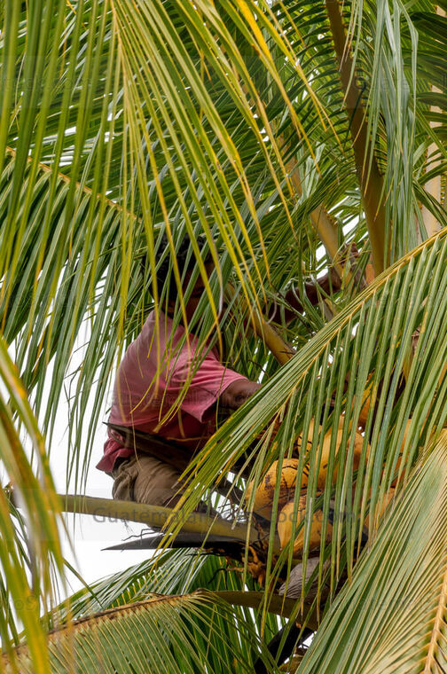 Cortando cocos
