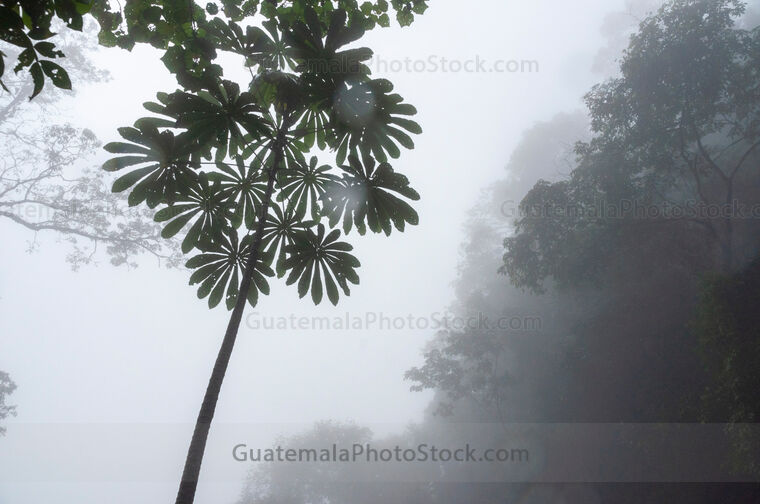 Bosque Nuboso Tropical Huehuetenango