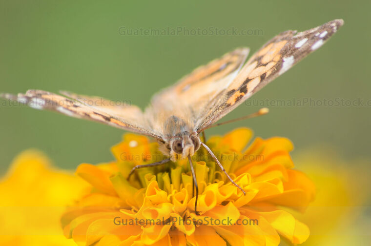 Mariposa recogiendo polen
