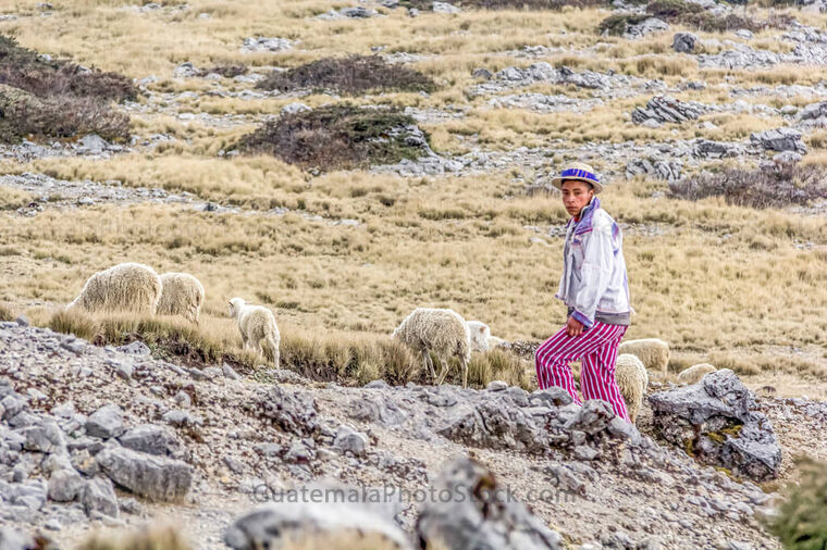 Pastor de ovejas en la Sierra de los Cuchumatanes