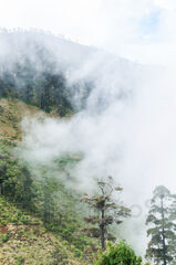 Bosque nuboso de Todos Santos Cuchumatan