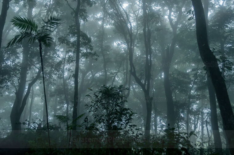 Bosque nuboso
