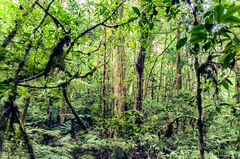 Bosque Nuboso