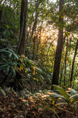 Selva tropical al amanecer