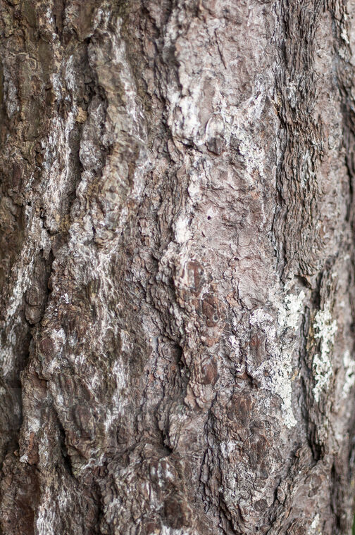 Corteza de árbol de pino