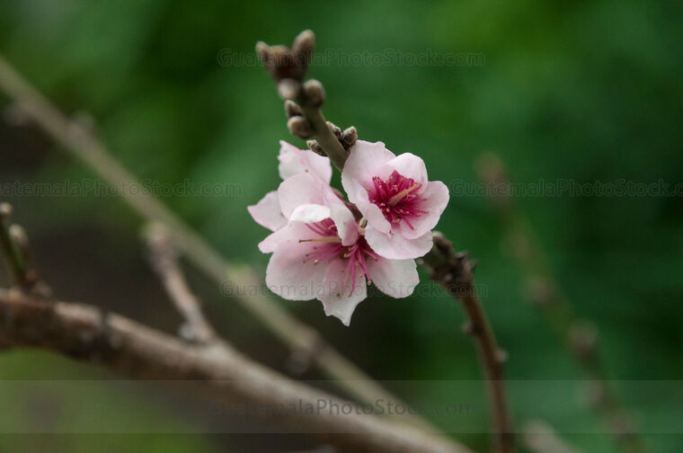 Flor de durazno, Prunus persica