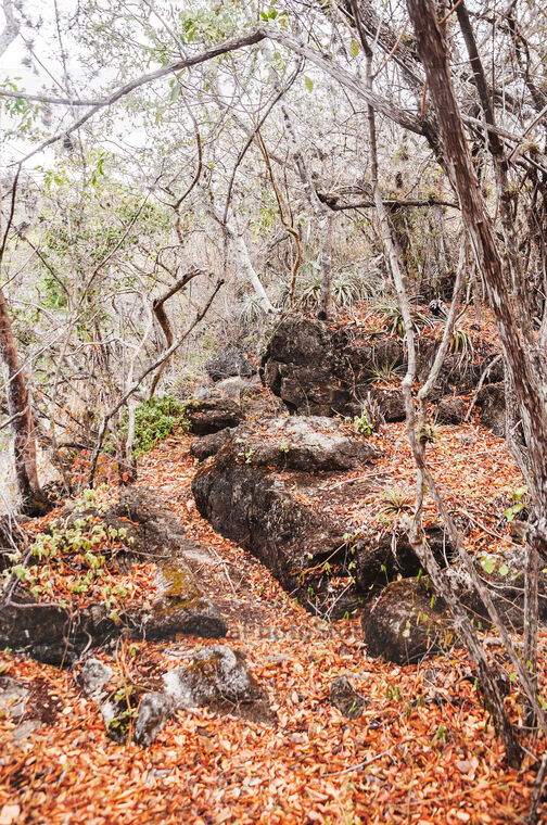Vegetación en los Cenotes de Candelaria