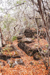 Vegetación en los Cenotes de Candelaria