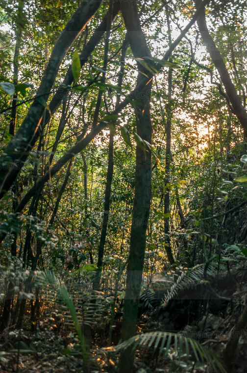 Selva tropical al amanecer