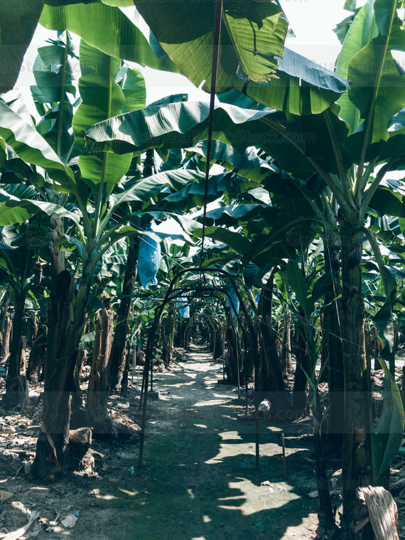Plantación de Banano
