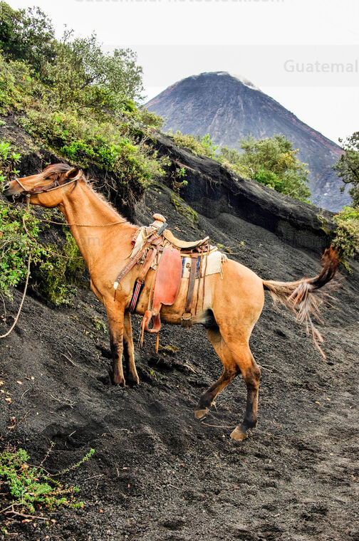 Caballo para escalar el Volcán de Pacaya