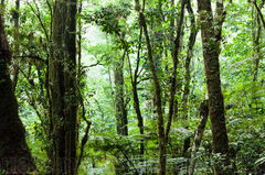 Bosque Nuboso