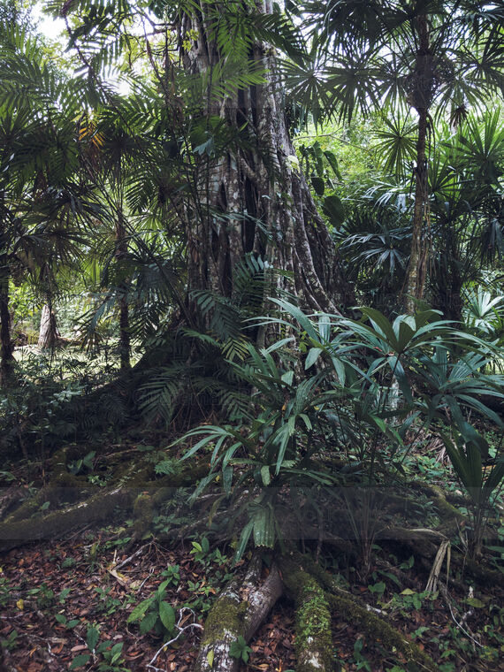 Árbol en el Parque Nacional Tikal