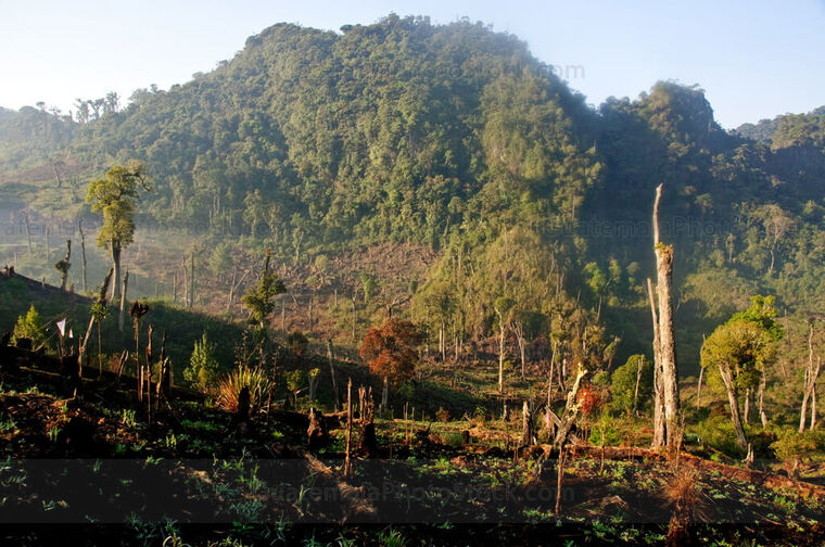 Deforestación en la Sierra de Yalijux