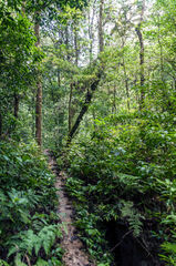 Bosque Tropical a orillas de Laguna Brava