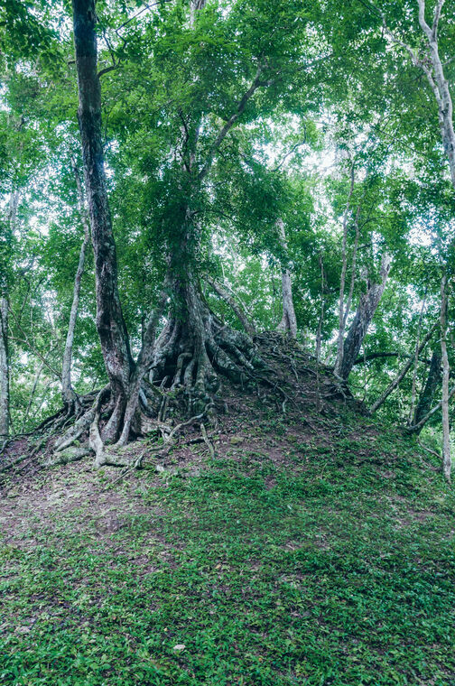 Selva en el Sitio Arqueológico Yaxhá
