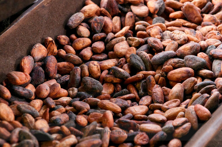 Granos de cacao tostado en la preparación del chocolate