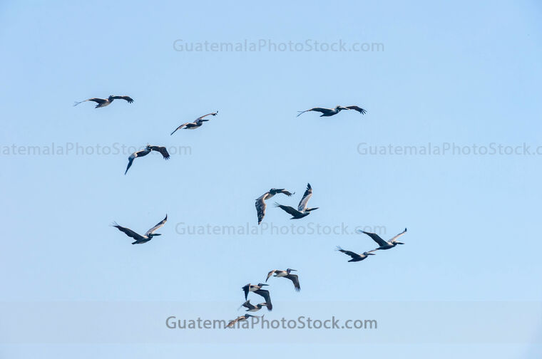 Pelicanos en vuelo