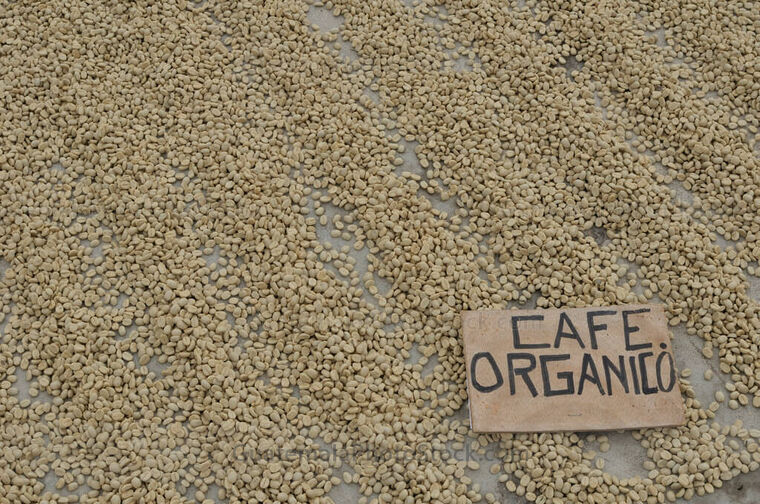 Secado de café organico