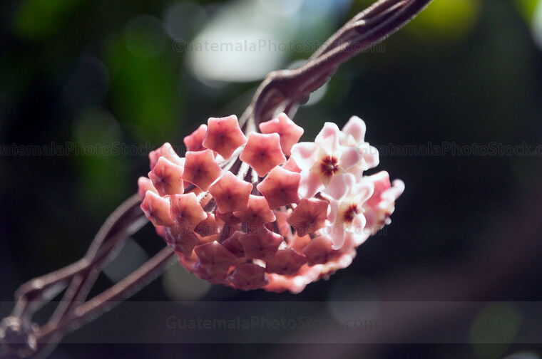 Flor de Cera (Hoya carnosa)