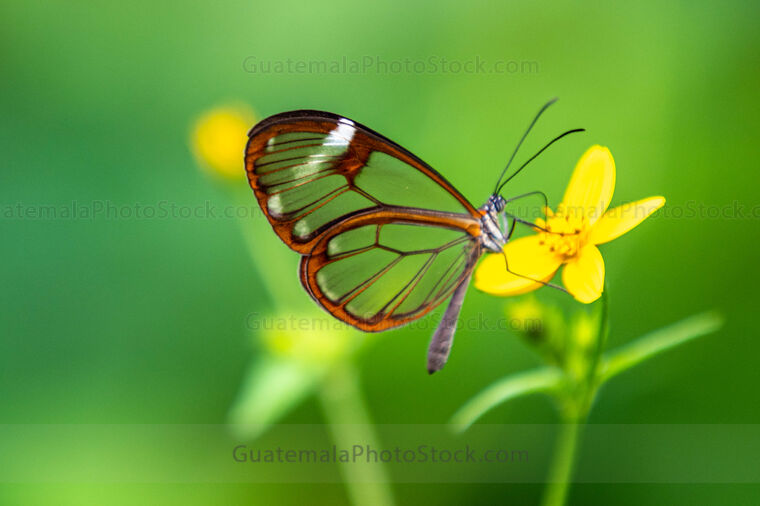 Mariposa alas de Cristal