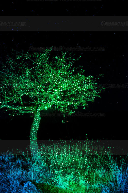 El árbol de luz