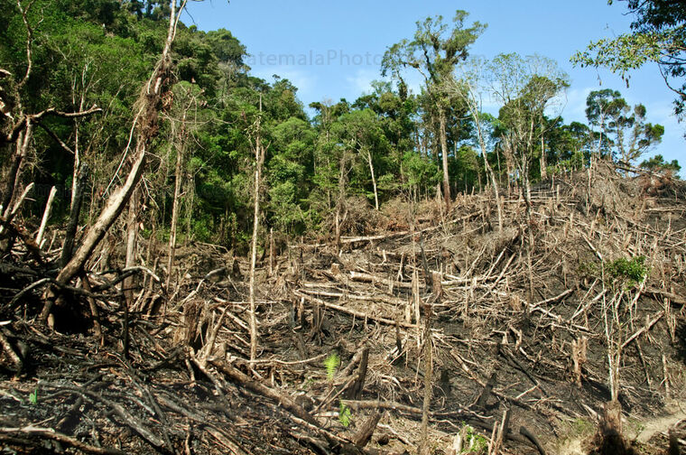 Deforestación en la Sierra de Yalijux