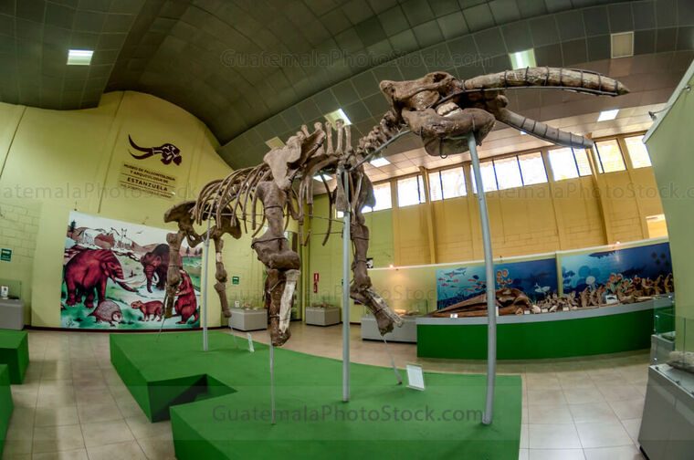Restos fósiles de Mastodonte