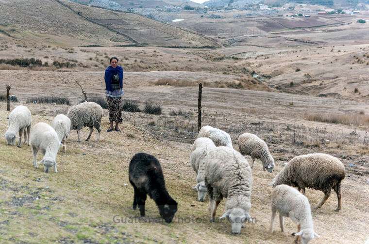 Mujer pastoreando un rebaño de ovejas