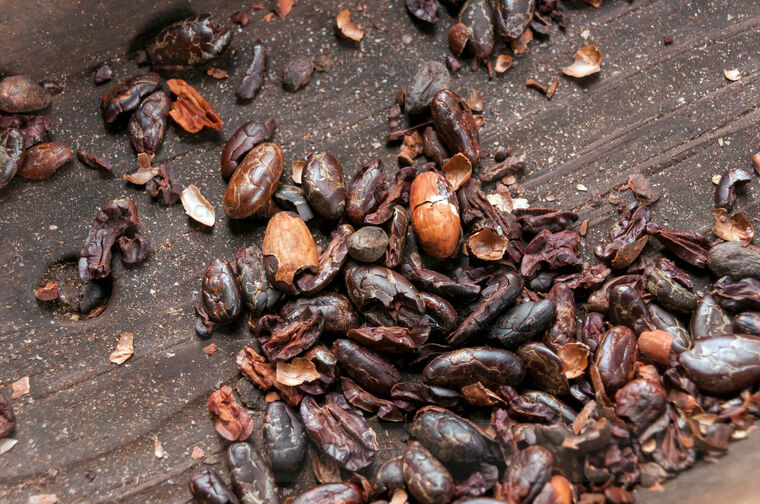 Pelando los granos de cacao tostado