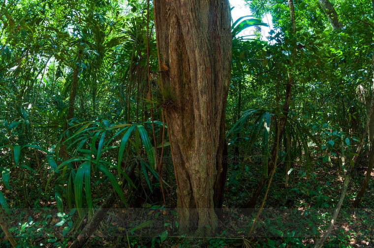 Selva Tropical de Petén