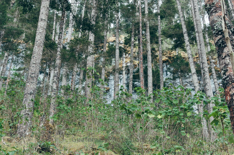 Bosque de Pinabete