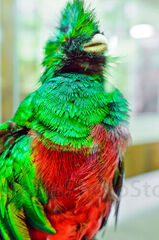 Quetzal disecado del Museo del Biotopo