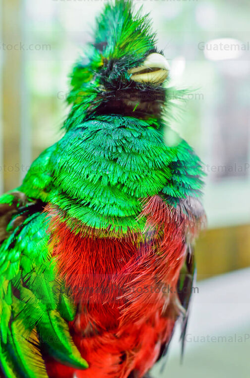 Quetzal disecado del Museo del Biotopo