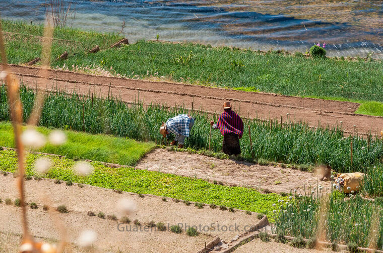 Campo agricola a orillas del Lago de Atitlán