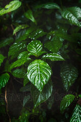 Flora del bosque nuboso tropical