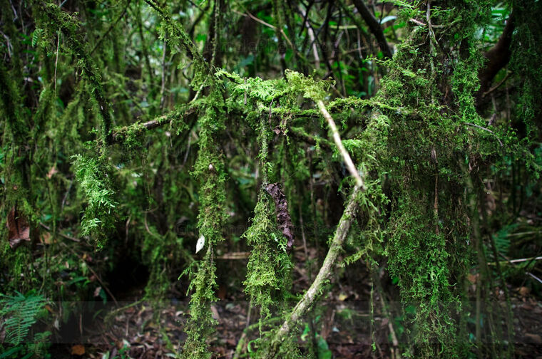 Bosque Nuboso Tropical