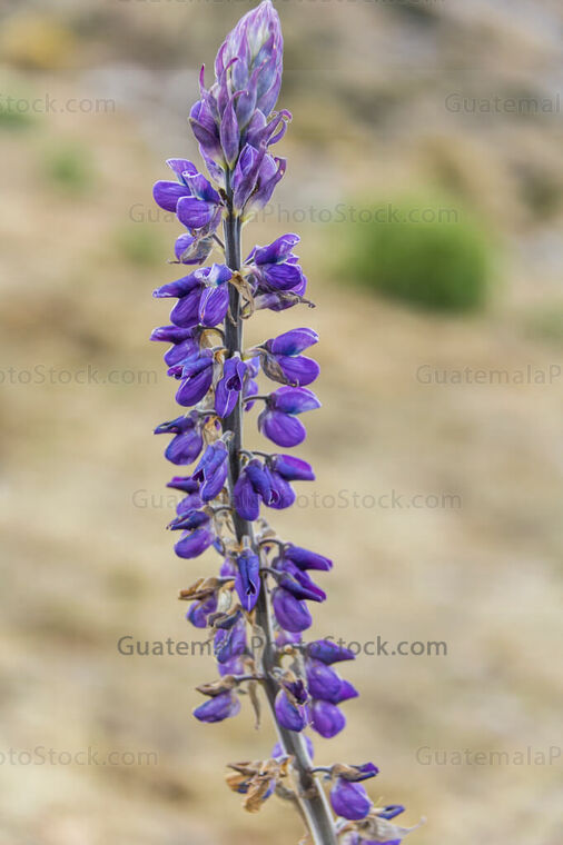 Flor silvestre en la Sierra de los Cuchumatanes