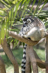 Lemur cola anillada