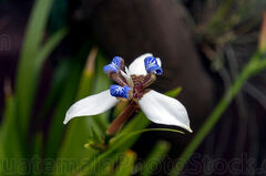 Orquidea, flor de lis