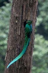 Quetzal en nido